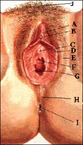 Anetomie van de Vulva