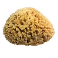 Honeycomb zeespons